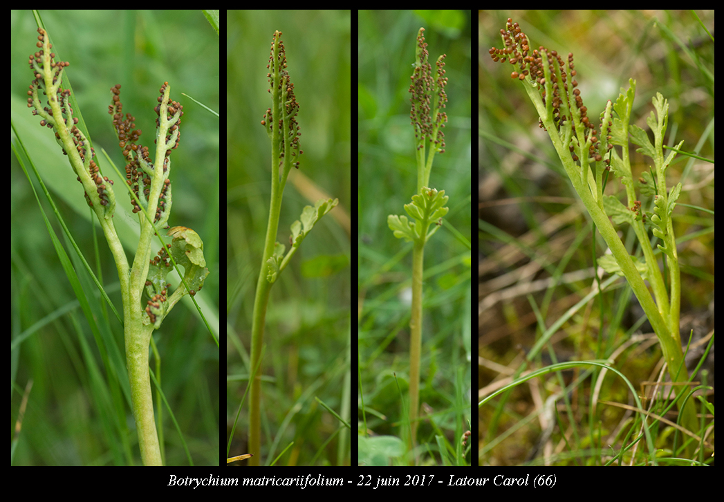 Botrychium matricariifolium